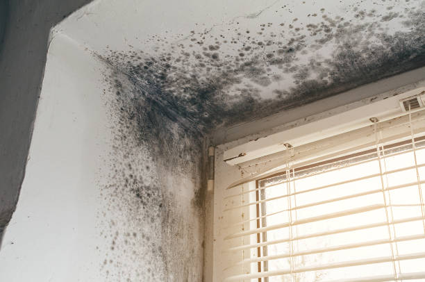 Affordable Hvac And Air Duct Mold Remediation solutions in Trenton, IL